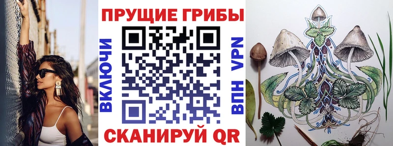 KRAKEN зеркало  Сочи  Галлюциногенные грибы Cubensis 
